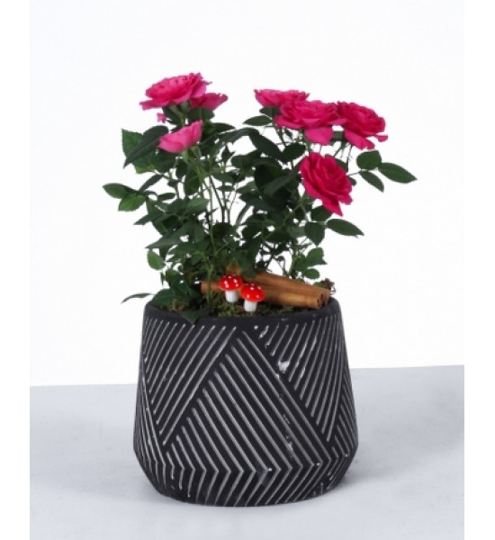 Siyah Desenli Saksıda Pembe Mini Gül Aranjmanı Siyah Desenli Saksıda Pembe Mini Gül Aranjmanı