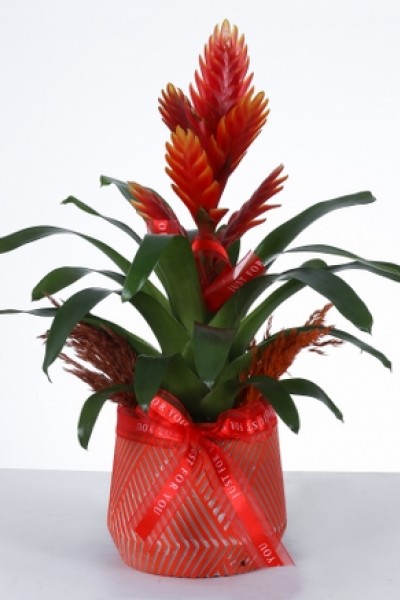 Aşkın Kırmızı ve Beyaz Gülü – Kalpli Vazoda Gül Aranjmanı Aşkın Kırmızı ve Beyaz Gülü – Kalpli Vazoda Gül Aranjmanı