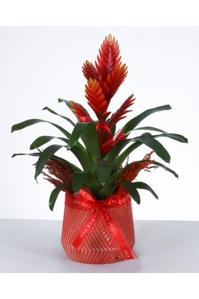 Aşkın Kırmızı ve Beyaz Gülü – Kalpli Vazoda Gül Aranjmanı Aşkın Kırmızı ve Beyaz Gülü – Kalpli Vazoda Gül Aranjmanı