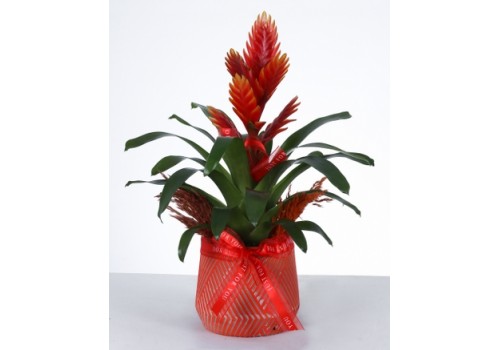 Aşkın Kırmızı ve Beyaz Gülü – Kalpli Vazoda Gül Aranjmanı