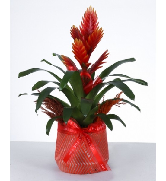 Kırmızı Bromelia Saksı Bitkisi Egzotik ve Dekoratif Kırmızı Bromelia Saksı Bitkisi Egzotik ve Dekoratif