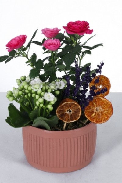 Renkli Güzellik: Seramik Saksıda Gül, Kalanchoe ve Lavanta Aranjmanı