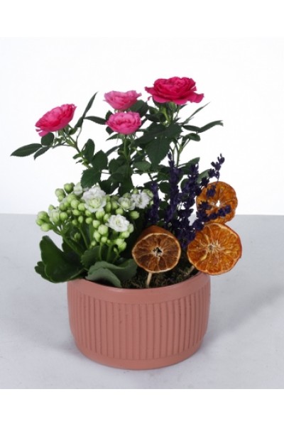 Renkli Güzellik: Seramik Saksıda Gül, Kalanchoe ve Lavanta Aranjmanı Renkli Güzellik: Seramik Saksıda Gül, Kalanchoe ve Lavanta Aranjmanı