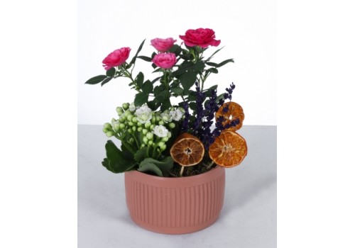 Renkli Güzellik: Seramik Saksıda Gül, Kalanchoe ve Lavanta Aranjmanı