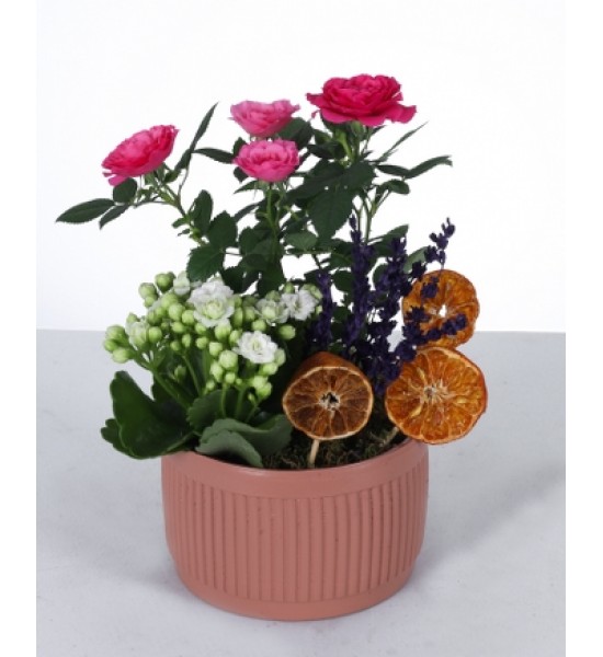 Renkli Güzellik: Seramik Saksıda Gül, Kalanchoe ve Lavanta Aranjmanı Renkli Güzellik: Seramik Saksıda Gül, Kalanchoe ve Lavanta Aranjmanı