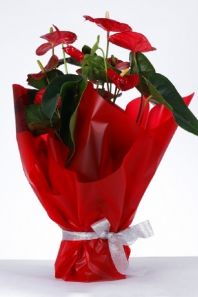 Aşkın Zarafeti Kırmızı Ambalajlı Anthurium Saksı Çiçeği Aşkın Zarafeti Kırmızı Ambalajlı Anthurium Saksı Çiçeği