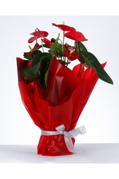 Aşkın Zarafeti Kırmızı Ambalajlı Anthurium Saksı Çiçeği Aşkın Zarafeti Kırmızı Ambalajlı Anthurium Saksı Çiçeği