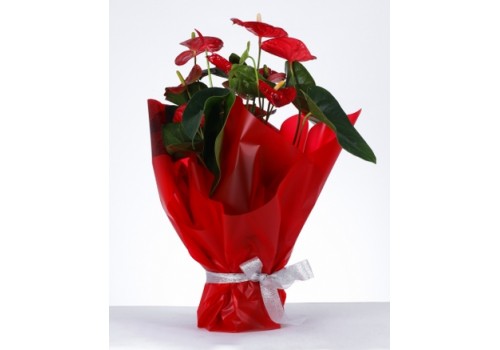 Aşkın Zarafeti Kırmızı Ambalajlı Anthurium Saksı Çiçeği