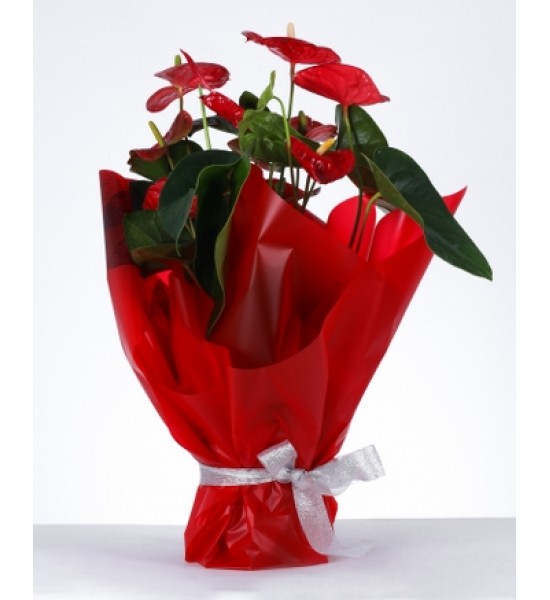 Aşkın Zarafeti Kırmızı Ambalajlı Anthurium Saksı Çiçeği Aşkın Zarafeti Kırmızı Ambalajlı Anthurium Saksı Çiçeği