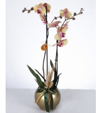 Altın Saksıda İki Dal Sarı Pembe Orkide Aranjmanı Altın Saksıda İki Dal Sarı Pembe Orkide Aranjmanı