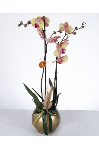 Altın Saksıda İki Dal Sarı Pembe Orkide Aranjmanı Altın Saksıda İki Dal Sarı Pembe Orkide Aranjmanı