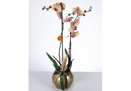 Altın Saksıda İki Dal Sarı Pembe Orkide Aranjmanı