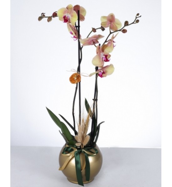 Altın Saksıda İki Dal Sarı Pembe Orkide Aranjmanı Altın Saksıda İki Dal Sarı Pembe Orkide Aranjmanı