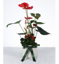 Kırmızı Aşk: Anthurium & Kalanchoe Aranjmanı Kırmızı Aşk: Anthurium & Kalanchoe Aranjmanı