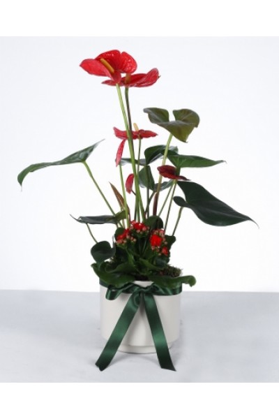 Kırmızı Aşk: Anthurium & Kalanchoe Aranjmanı Kırmızı Aşk: Anthurium & Kalanchoe Aranjmanı