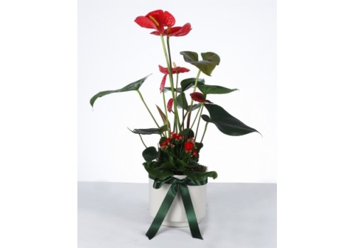 Kırmızı Aşk: Anthurium & Kalanchoe Aranjmanı
