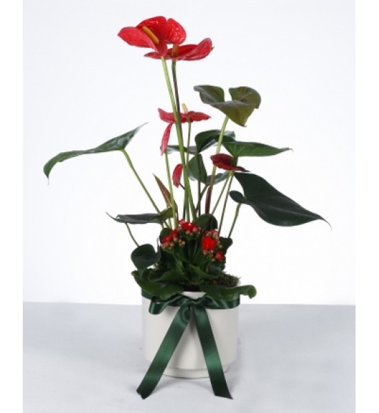Kırmızı Aşk: Anthurium & Kalanchoe Aranjmanı