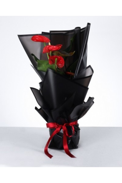 Siyah Şıklığında Kırmızı Antoryum Aranjmanı