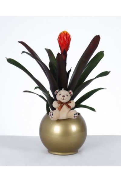 Altın Saksıda Bromelia ve Peluş Ayıcık Aranjmanı Altın Saksıda Bromelia ve Peluş Ayıcık Aranjmanı