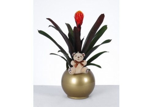 Altın Saksıda Bromelia ve Peluş Ayıcık Aranjmanı