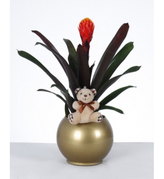 Altın Saksıda Bromelia ve Peluş Ayıcık Aranjmanı Altın Saksıda Bromelia ve Peluş Ayıcık Aranjmanı