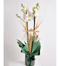 Doğal Aksesuarlarla Süslenmiş İkili Beyaz Orkide Doğal Aksesuarlarla Süslenmiş İkili Beyaz Orkide