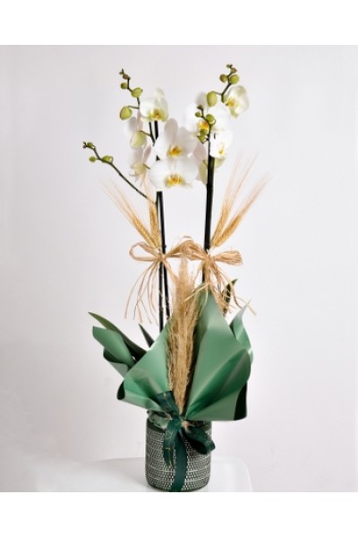 Doğal Aksesuarlarla Süslenmiş İkili Beyaz Orkide Doğal Aksesuarlarla Süslenmiş İkili Beyaz Orkide