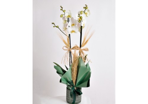 Doğal Aksesuarlarla Süslenmiş İkili Beyaz Orkide