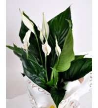 Zarafet ve Huzur: Barış Çiçeği (Spathiphyllum) Zarafet ve Huzur: Barış Çiçeği (Spathiphyllum)