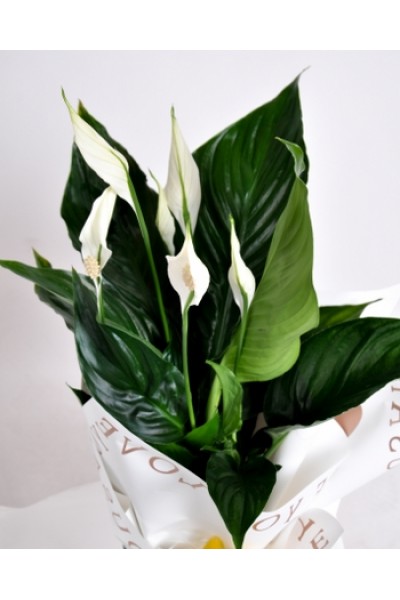 Zarafet ve Huzur: Barış Çiçeği (Spathiphyllum)