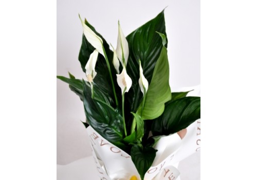 Zarafet ve Huzur: Barış Çiçeği (Spathiphyllum)