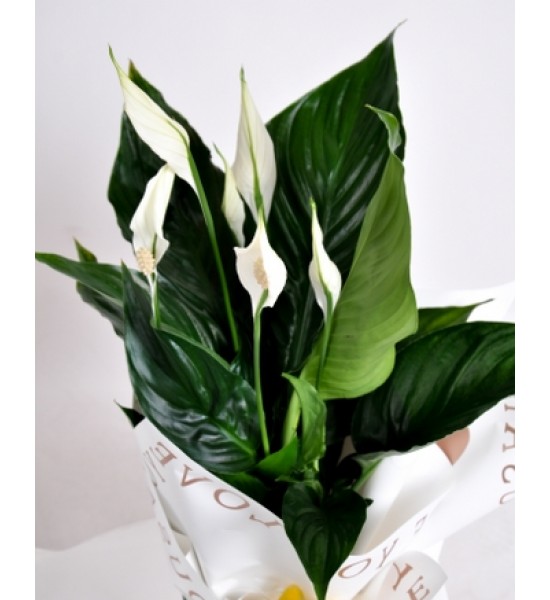 Zarafet ve Huzur: Barış Çiçeği (Spathiphyllum) Zarafet ve Huzur: Barış Çiçeği (Spathiphyllum)