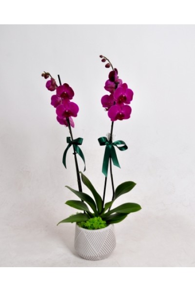 Çift Dallı Mor Orkide – Şıklığın Zarif Simgesi Çift Dallı Mor Orkide – Şıklığın Zarif Simgesi