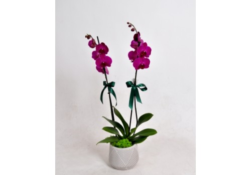Çift Dallı Mor Orkide – Şıklığın Zarif Simgesi