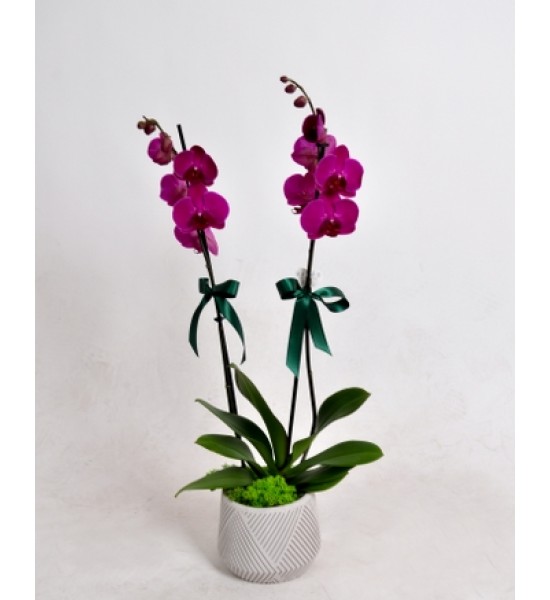 Çift Dallı Mor Orkide – Şıklığın Zarif Simgesi Çift Dallı Mor Orkide – Şıklığın Zarif Simgesi